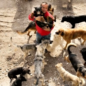 Chinese millionaire goes broke because of dogs