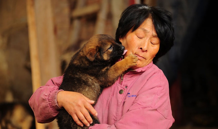 Chinese teacher saves 100 dogs from certain death at dog meat festival