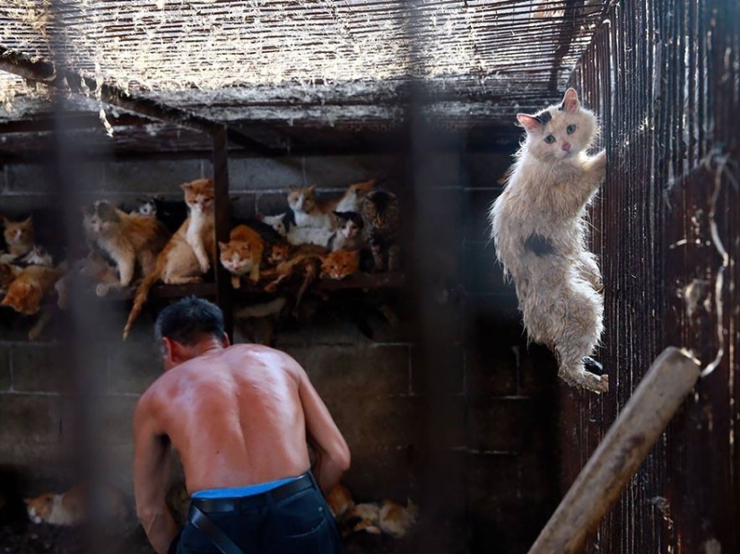 Chinese teacher saves 100 dogs from certain death at dog meat festival