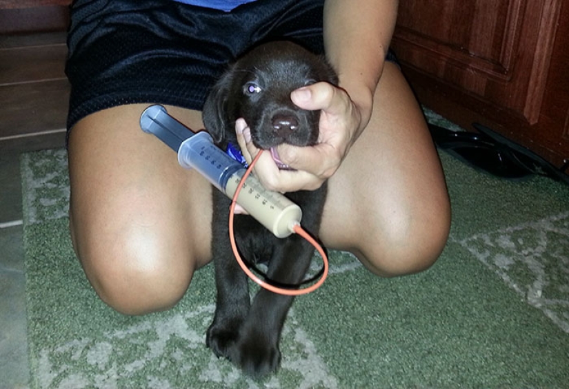 Chocolate puppy was born with a "cleft palate", but a veterinarian saved him from being euthanized