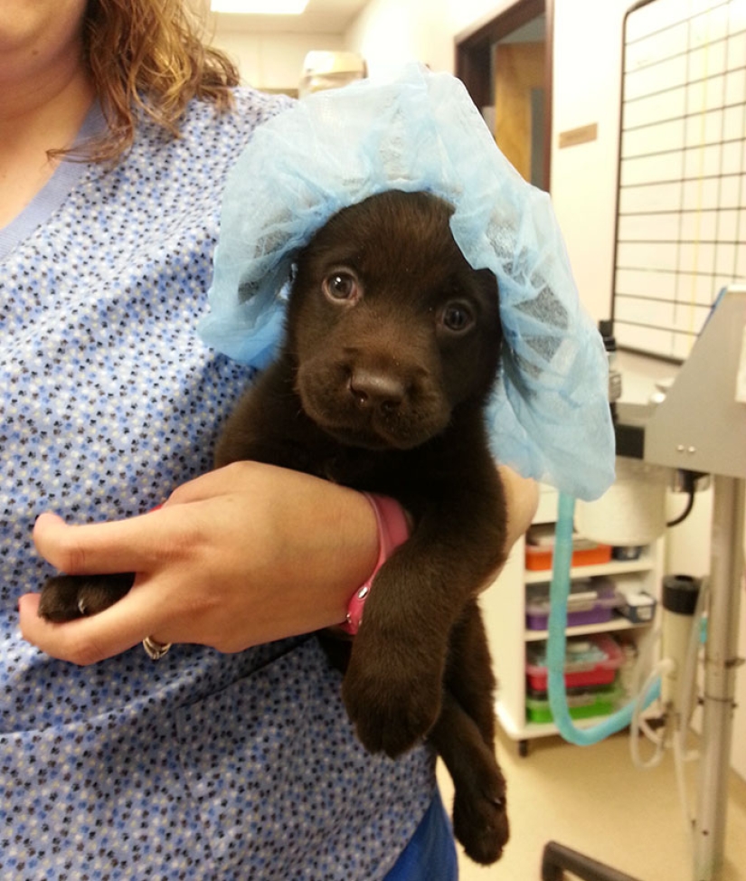 Chocolate puppy was born with a "cleft palate", but a veterinarian saved him from being euthanized