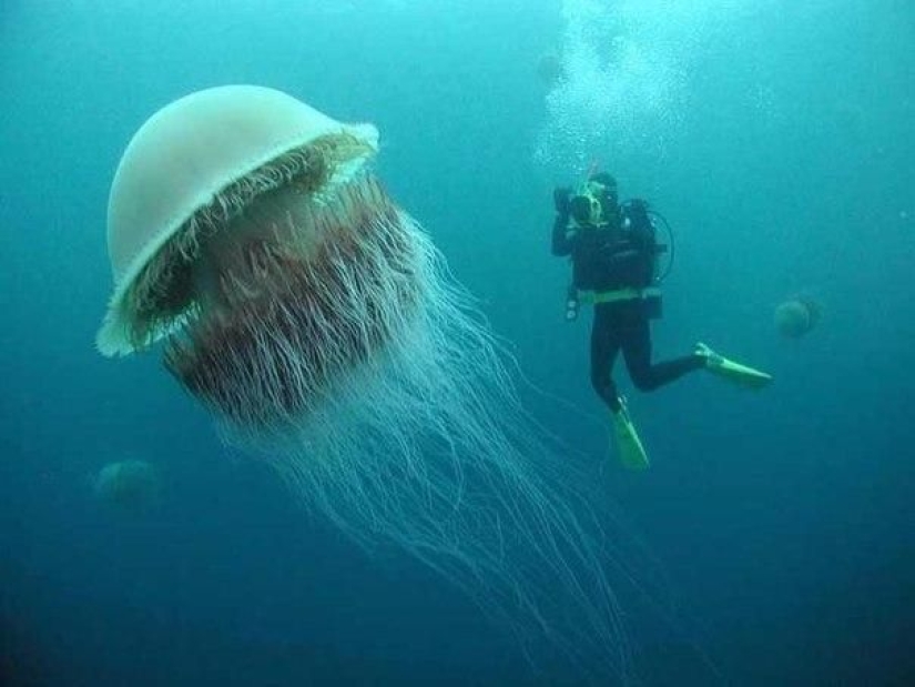 Cianea ártica — un delicioso gigante del mundo de las medusas