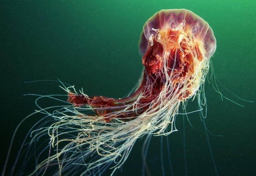 Cianea ártica — un delicioso gigante del mundo de las medusas