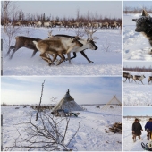 Ciervo corriendo. Yamal