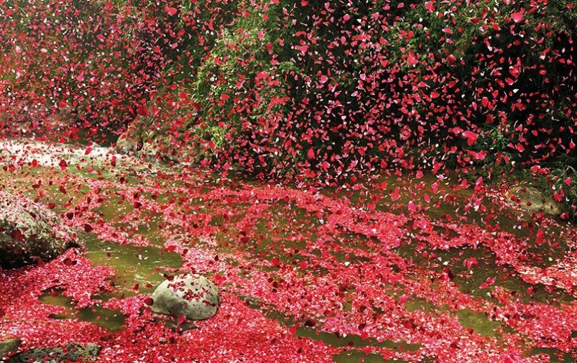 Ciudad de Costa Rica llena de 8 millones de pétalos de flores