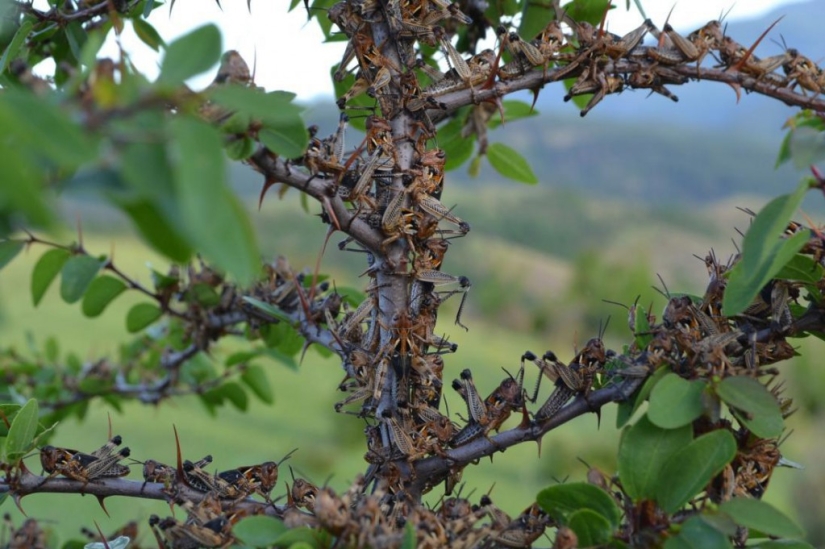 Cloud covered the sky: locust invasion in Dagestan, Crimea and other regions