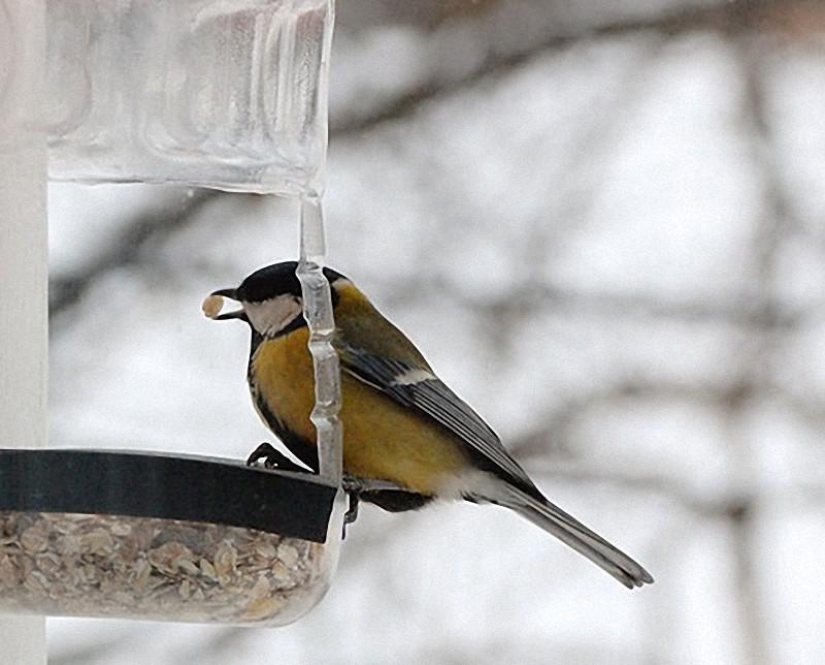 Cómo ayudar a las aves a pasar el invierno