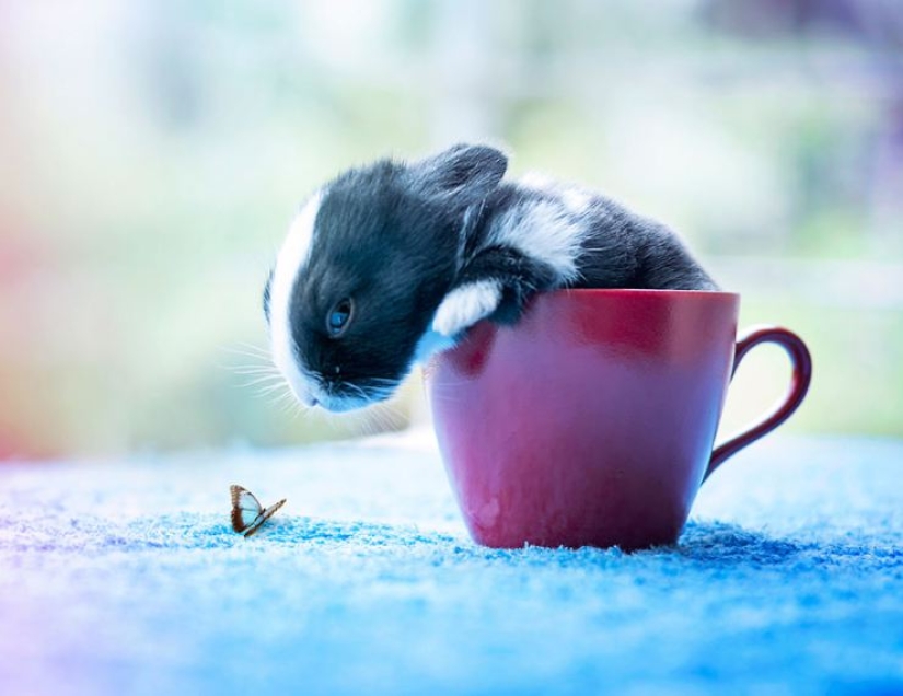 Cómo crece el conejo bebé, día a día