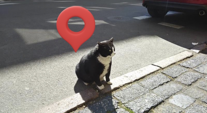 Cómo el gato callejero Gacek de Szczecin, Polonia, terminó en Google Maps y luego desapareció