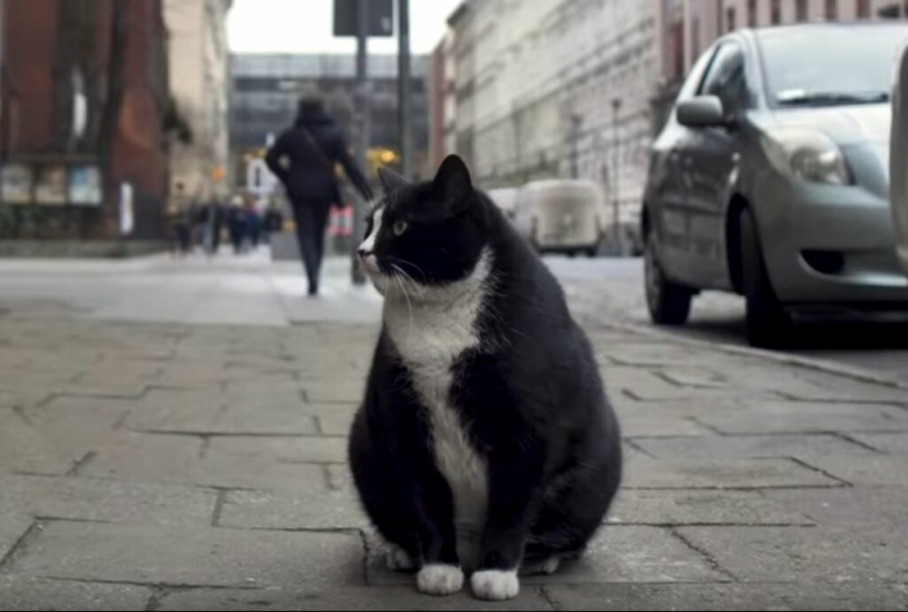 Cómo el gato callejero Gacek de Szczecin, Polonia, terminó en Google Maps y luego desapareció
