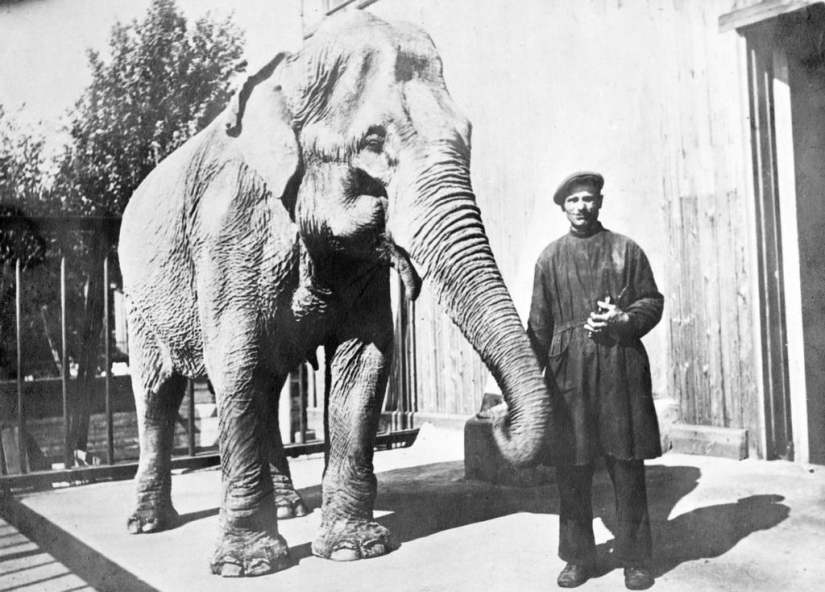 Cómo el Zoológico de Leningrado sobrevivió al bloqueo