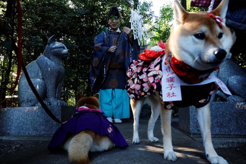Cómo en Japón se bendicen en el templo perros con kimonos en lugar de niños