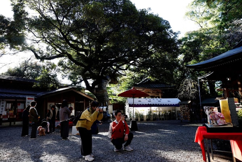 Cómo en Japón se bendicen en el templo perros con kimonos en lugar de niños