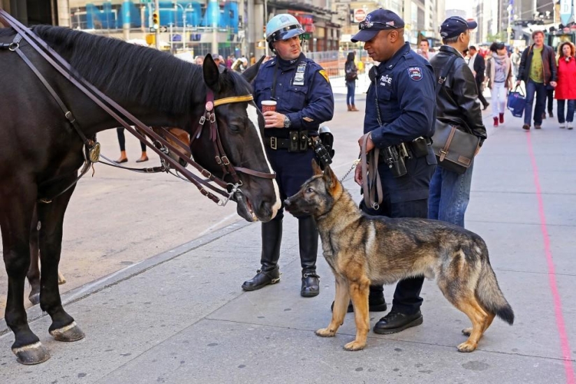 Cómo es la vida diaria en Nueva York