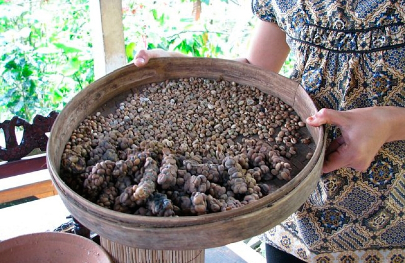 ¿Cómo es que el café más caro del mundo se extrae de los excrementos de una marta?