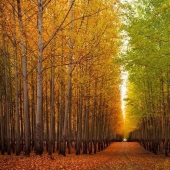 Cómo es una pintoresca granja forestal en Oregón