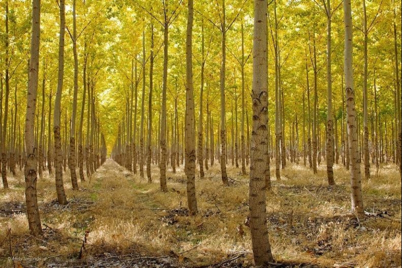 Cómo es una pintoresca granja forestal en Oregón