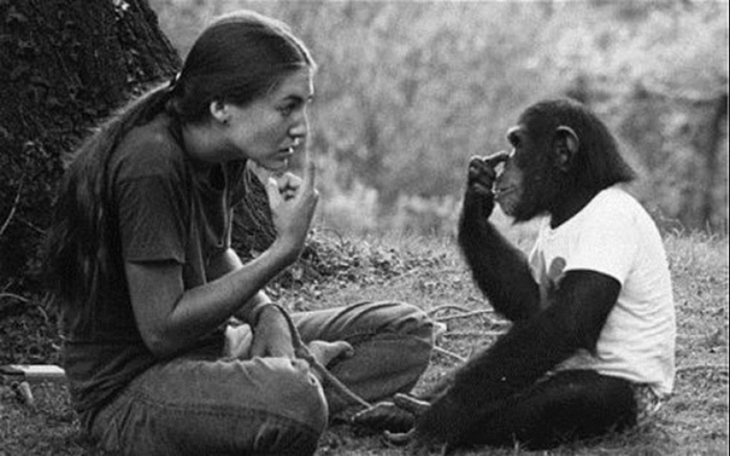 ¿Cómo intentaron los científicos enseñar a hablar a los primates?