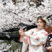 Cómo la flor de cerezo se convirtió en un árbol sagrado para los japoneses