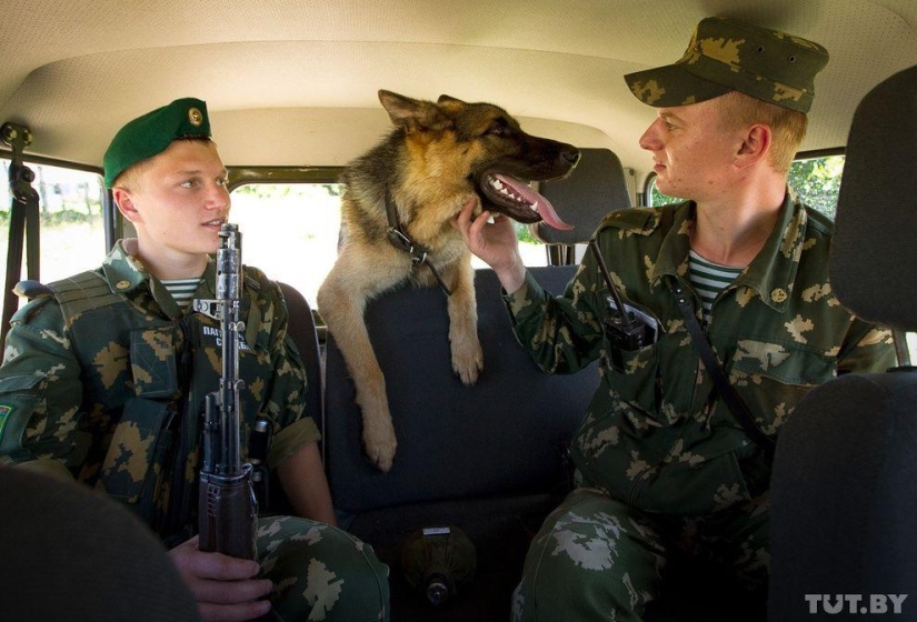Cómo los cachorros se convierten en guardias fronterizos