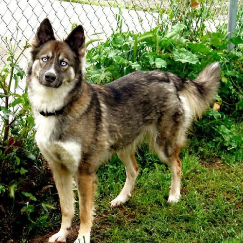 Cómo lucir como un cruce entre un husky y otras razas de perros