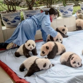 Cómo se crían los pandas en la provincia de Sichuan