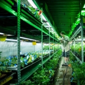 Cómo se cultiva el cannabis legalmente en Colorado