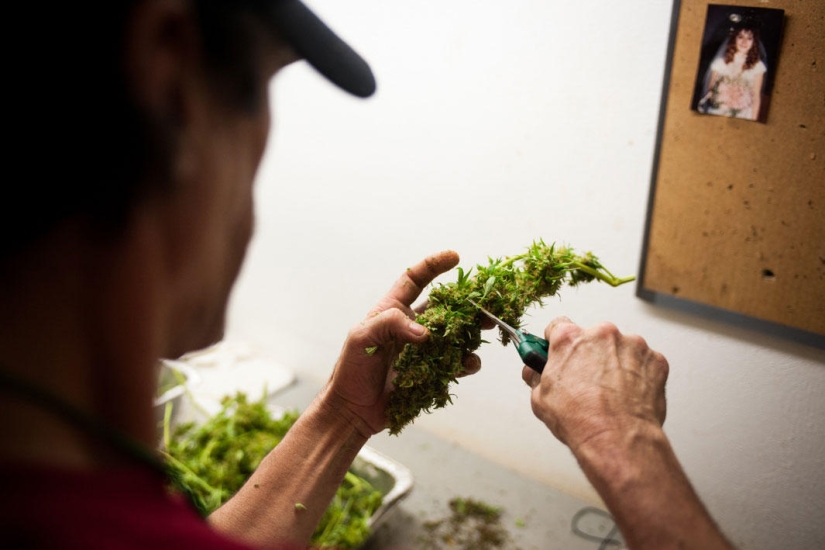 Cómo se cultiva el cannabis legalmente en Colorado