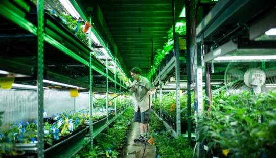 Cómo se cultiva el cannabis legalmente en Colorado Cómo se cultiva el cannabis legalmente en Colorado