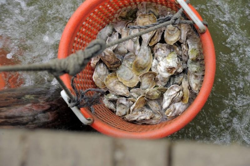 Cómo se cultivan las ostras en las granjas de la bahía de Chesapeake