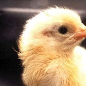 Cómo se desarrolla un pollo a partir de un huevo.