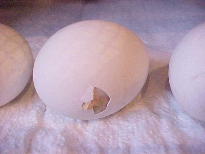 Cómo se desarrolla un pollo a partir de un huevo.
