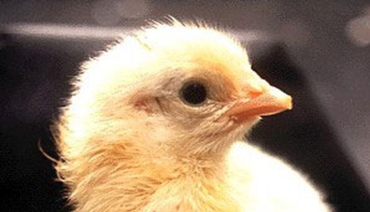 Cómo se desarrolla un pollo a partir de un huevo. Cómo se desarrolla un pollo a partir de un huevo.