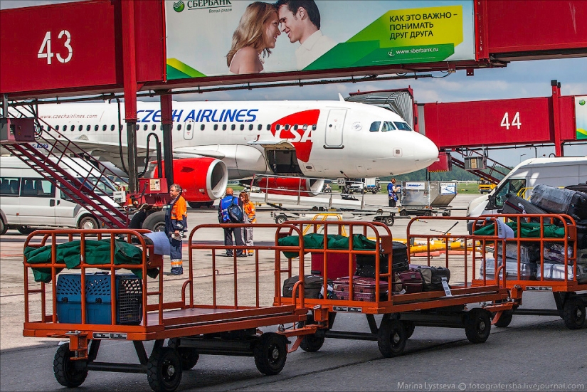 Cómo se transportan los animales en avión