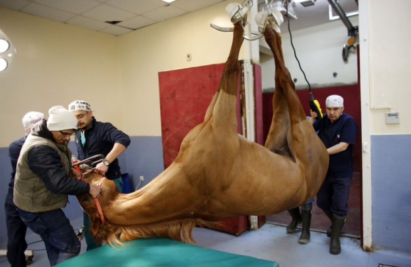 Cómo se trata a los caballos de carreras en Estambul