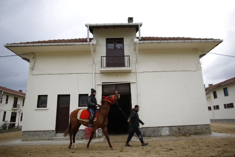 Cómo se trata a los caballos de carreras en Estambul