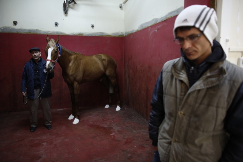 Cómo se trata a los caballos de carreras en Estambul