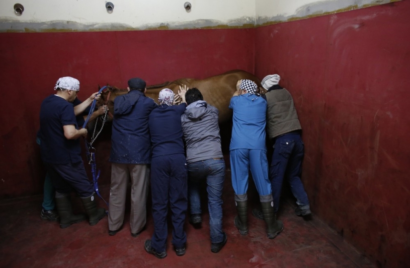 Cómo se trata a los caballos de carreras en Estambul