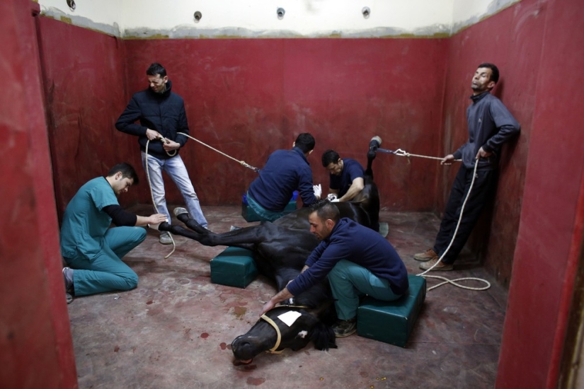 Cómo se trata a los caballos de carreras en Estambul