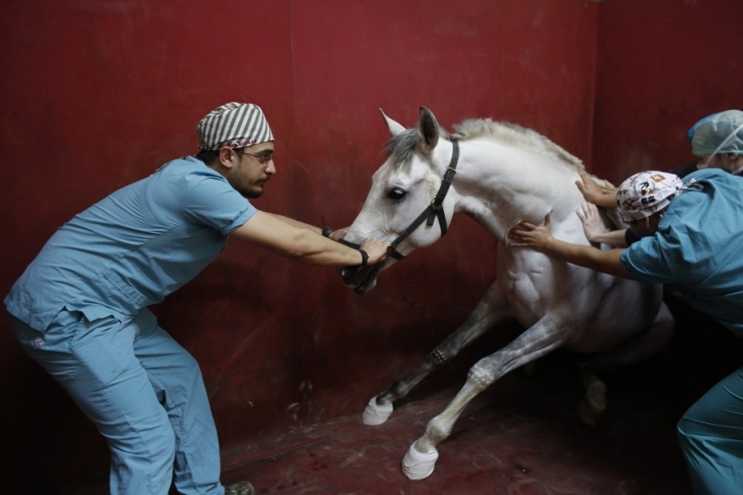 Cómo se trata a los caballos de carreras en Estambul