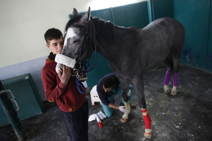 Cómo se trata a los caballos de carreras en Estambul