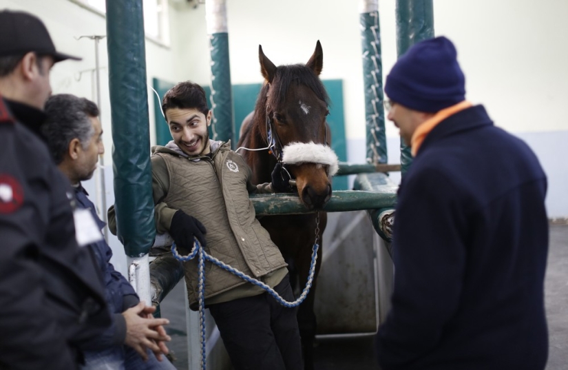 Cómo se trata a los caballos de carreras en Estambul