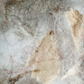 Cómo se ve el polvo de su hogar bajo un microscopio