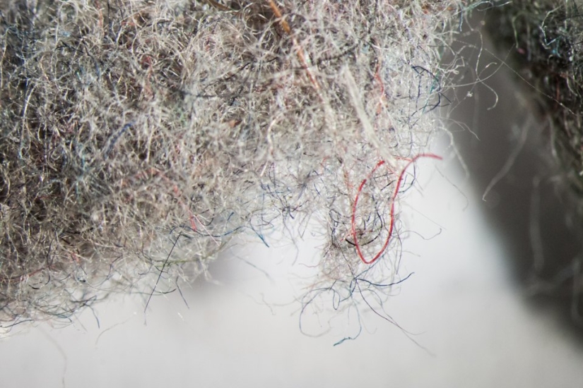 Cómo se ve el polvo de su hogar bajo un microscopio
