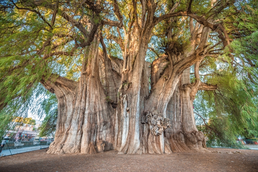 Cómo se ve el árbol Thule, un antiguo ciprés en México con el tronco más grueso del mundo