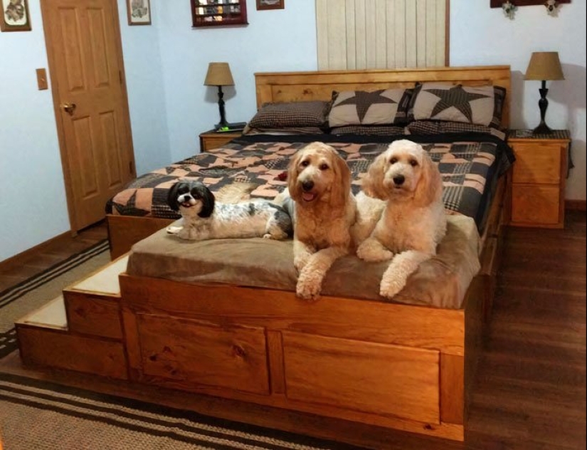¿Cómo se ve una cama especial con un lugar para dormir para mascotas?