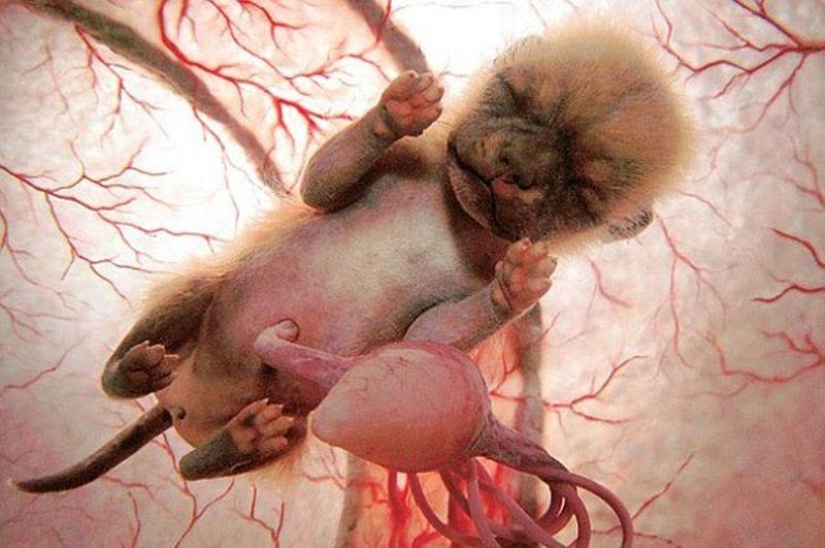 Cómo se ven los animales en el útero