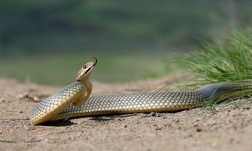 Cómo tomar fotografías de serpientes