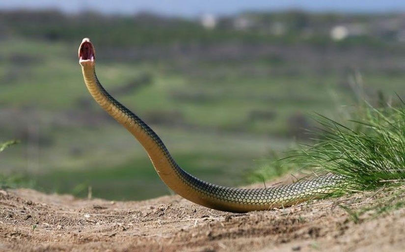Cómo tomar fotografías de serpientes