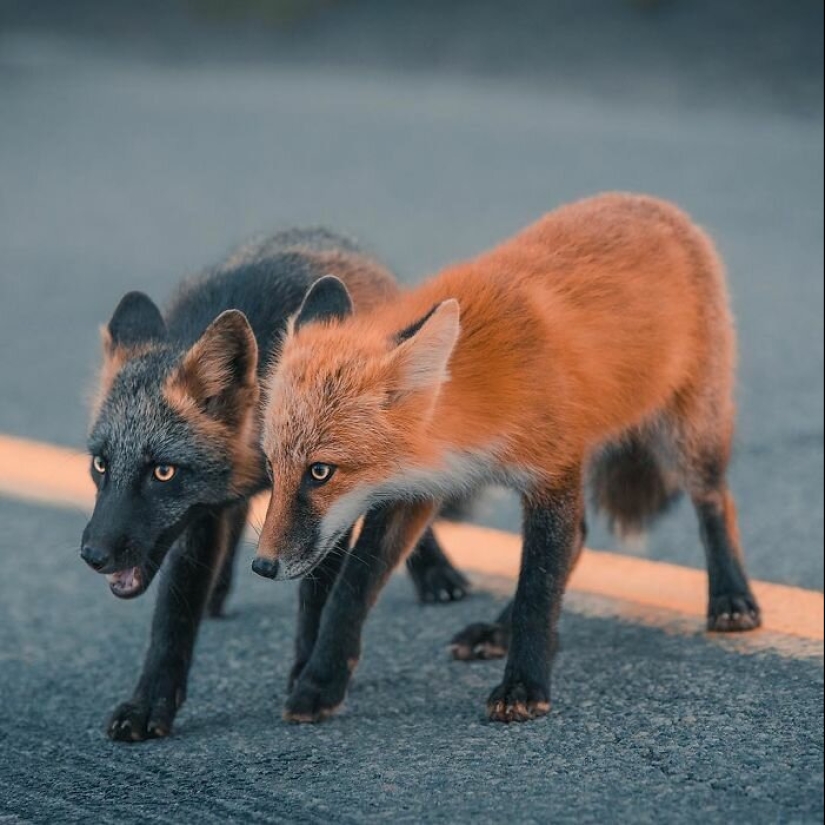 Cómo un fotógrafo canadiense se hizo amigo de un zorro